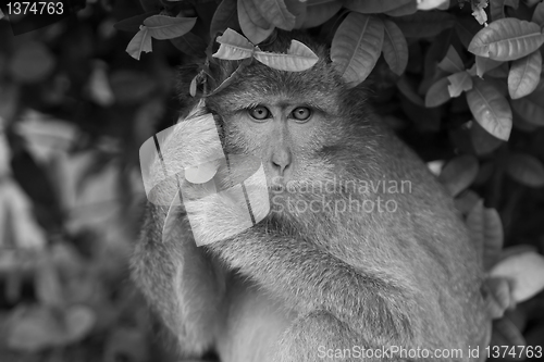 Image of Macaque monkey