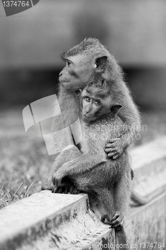 Image of Monkey Love