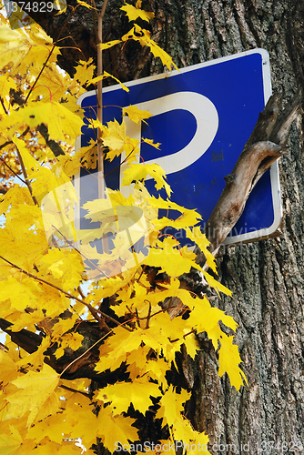 Image of parking sign on maple 