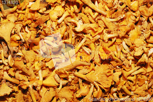 Image of lot of edible mushrooms close up