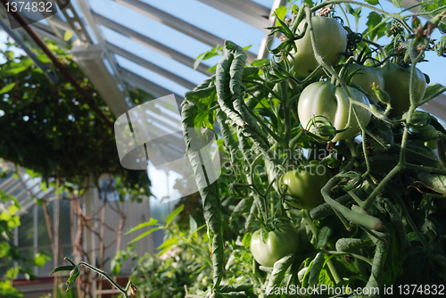 Image of green tomatoes grow on vines