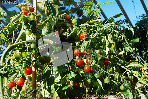 Image of bright red tomatoes grow on vines 