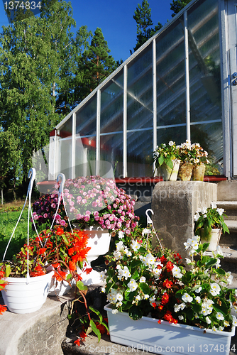 Image of flowers in pots  next to a greenhouse