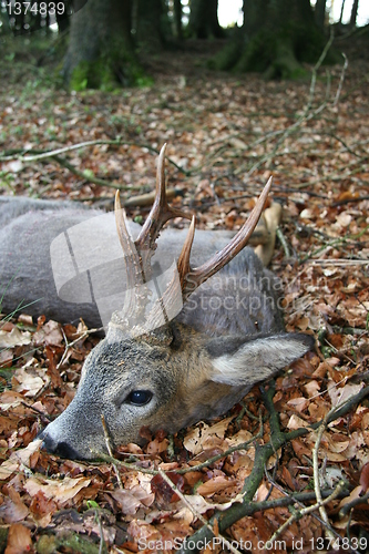 Image of Roe Deer- capreolus capreolus