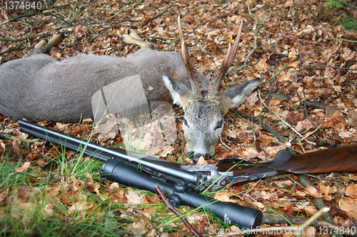 Image of Roe Deer  and Rifle- Trophy