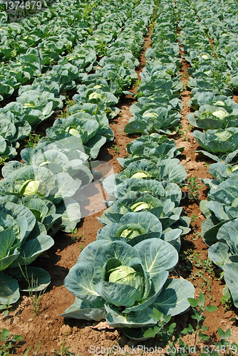 Image of Cabbage field