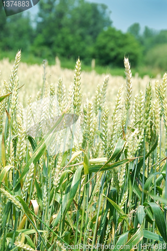 Image of Wheat field