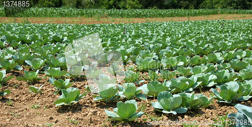 Image of Cabbage field