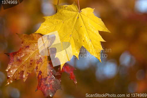 Image of Maple leaf background