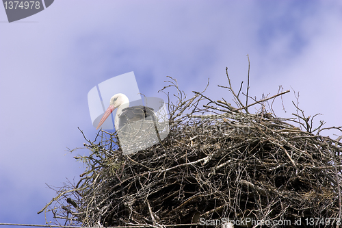 Image of White stork in the nest