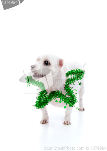 Image of Puppy dog wearing a green tinsel star