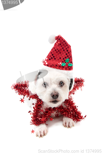 Image of Pretty Christmas Star Dog
