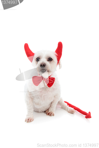 Image of Devil Dog