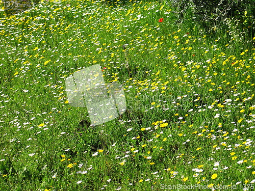 Image of Flower fields. Linou. Cyprus