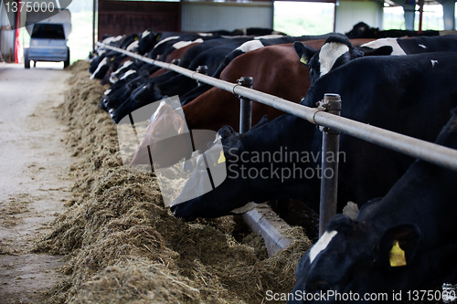 Image of Feeding cows