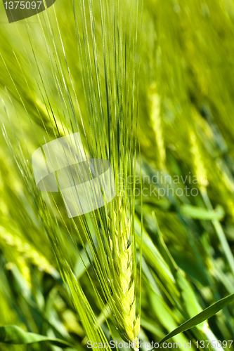 Image of ear cereal plants