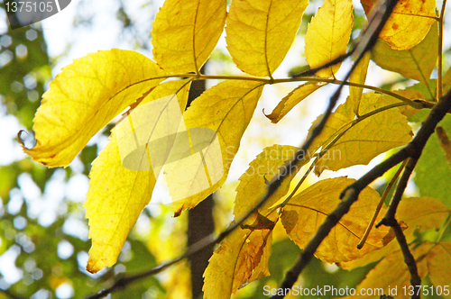 Image of yellow  leafs of tree 