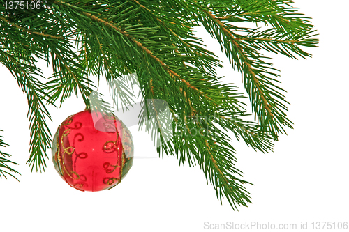 Image of christmas branch of fir-tree with red boll