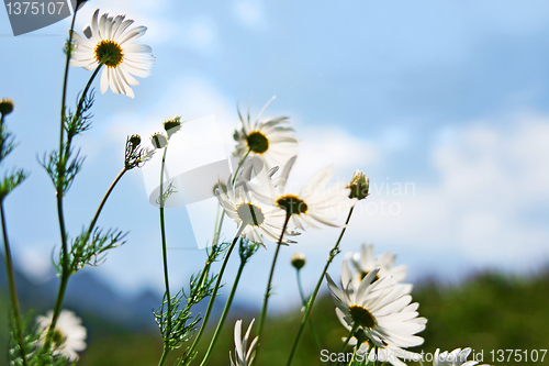 Image of  meadow of flower  chamomile