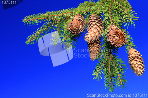 Image of branch of fur-tree against blue sky