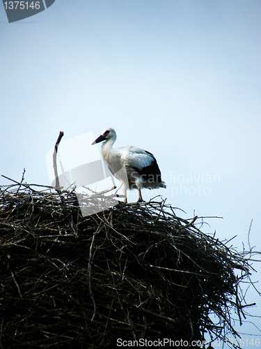 Image of Stork