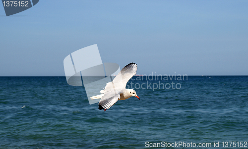 Image of Seagull over weaves