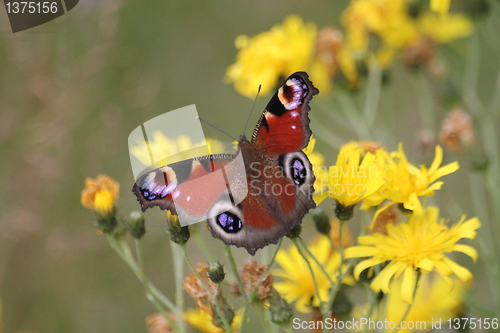 Image of Butterfly summer flower