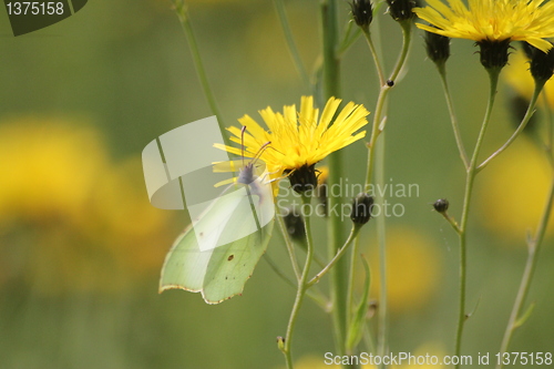 Image of Butterfly summer flower