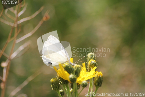 Image of Butterfly summer flower