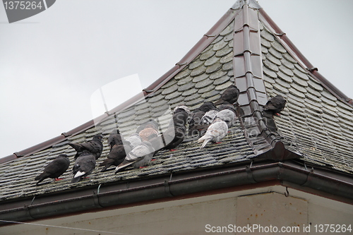 Image of pigeons sitting on the roof