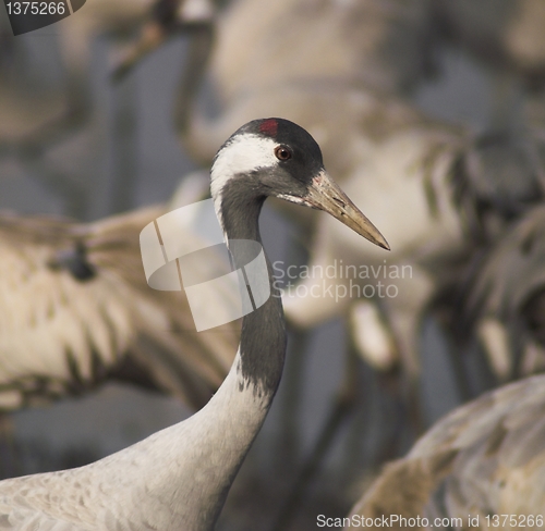 Image of Birds migration