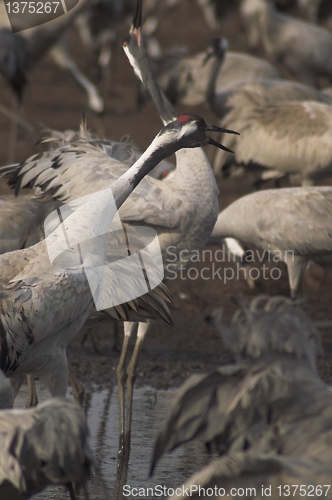 Image of Migrate of birds