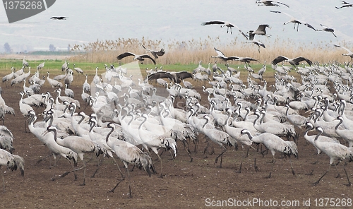 Image of Birds migration