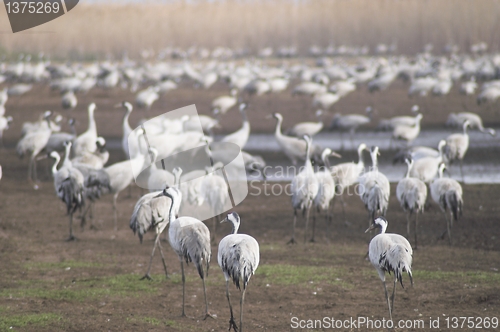 Image of Migrate of birds