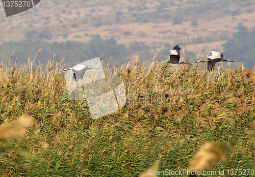 Image of Migrating birds over nature lake at spring and autumn