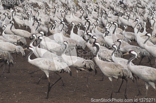 Image of Migrate of birds