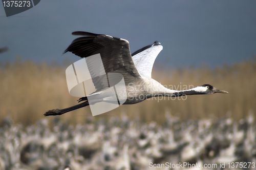 Image of Birds migration