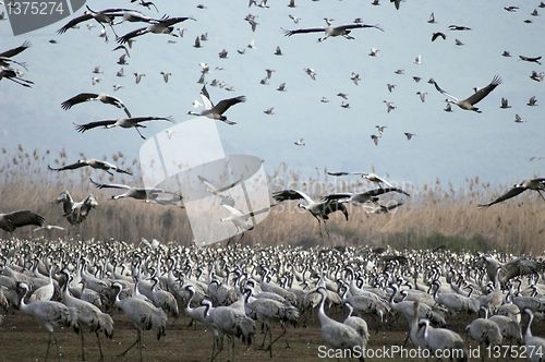 Image of Cranes migrates at spring