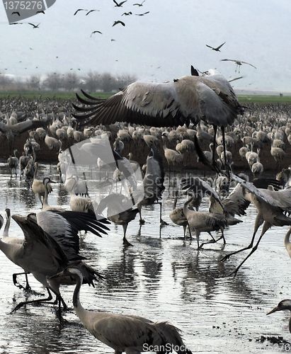 Image of Cranes migrates at spring