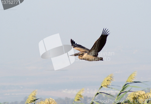 Image of Migrating birds over nature lake at spring and autumn