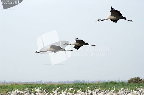 Image of Birds migration