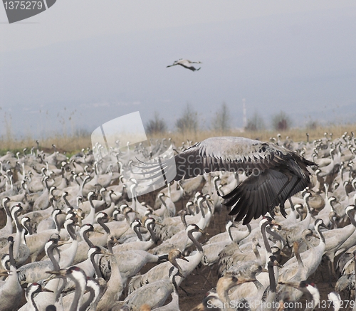 Image of Migrate of birds