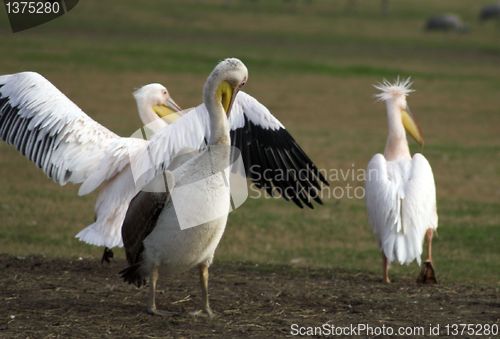 Image of Birds migration