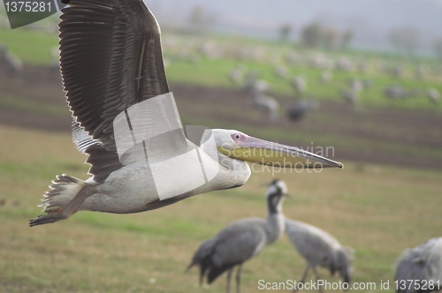 Image of Migrating pelicanes