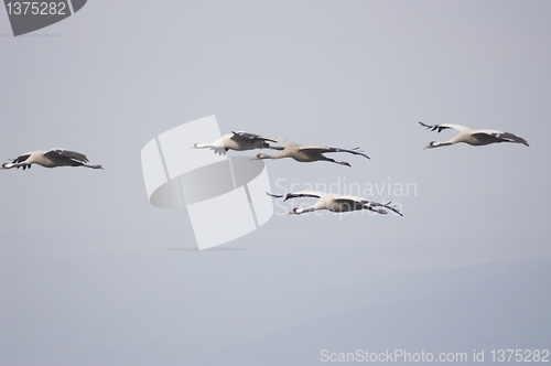 Image of Migrate of birds