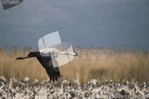 Image of Migrate of birds