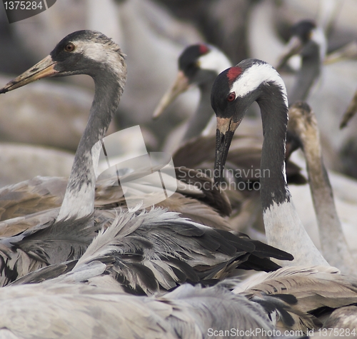 Image of Migrate of birds