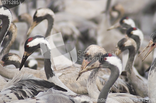 Image of Migrate of birds