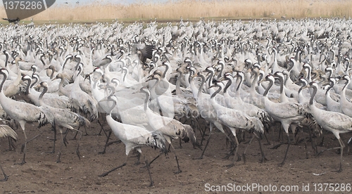 Image of Migrate of birds