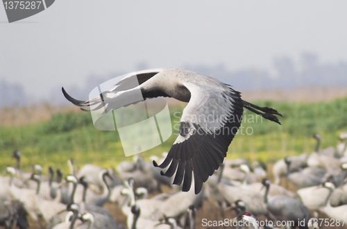 Image of Migrate of birds